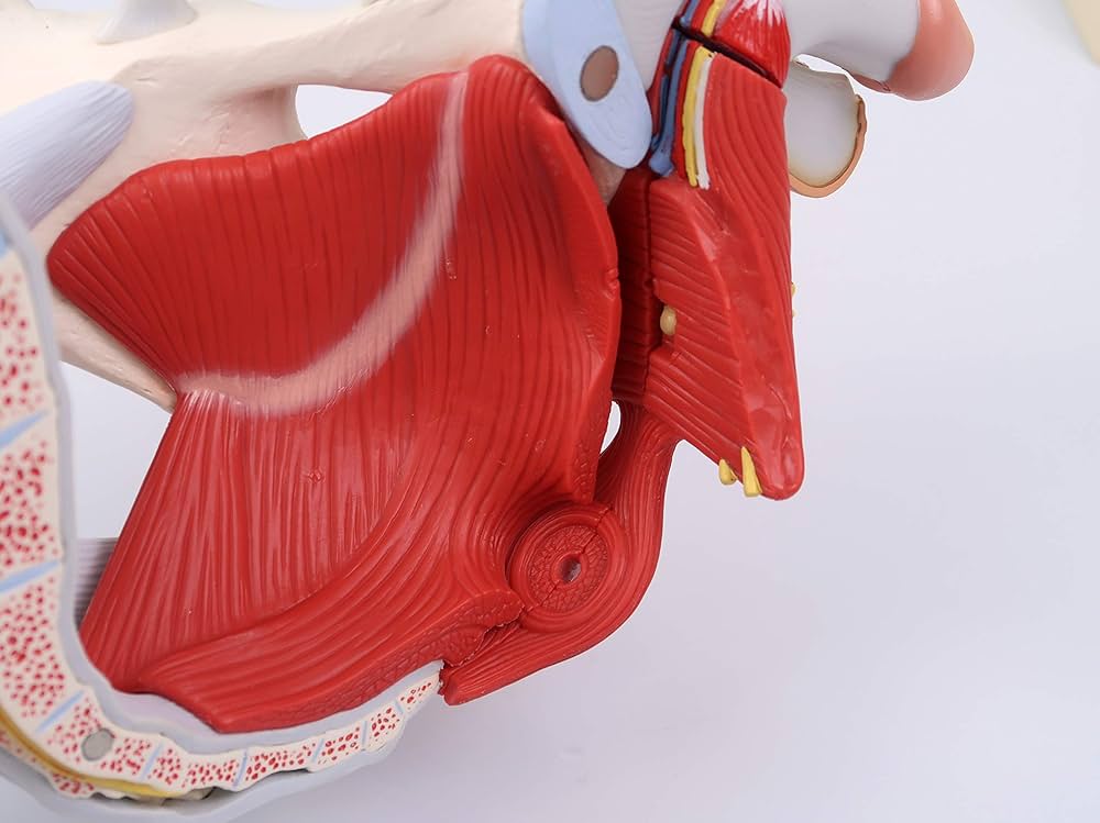 Amazon.co.jp: 骨盤靭帯や骨盤底筋，骨盤内臓，外性器まで再現した男性